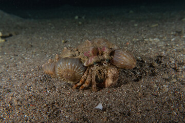 Lobsters in the Red Sea Colorful and beautiful, Eilat Israel
