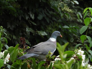 pigeon