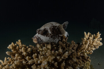 Fish swim in the Red Sea, colorful fish, Eilat Israel
