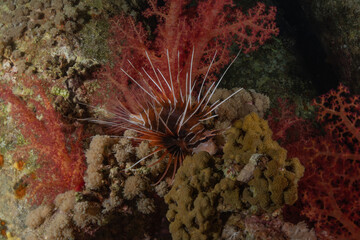 Coral reef and water plants in the Red Sea, Eilat Israel
