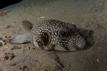 Obraz premium Fish swim in the Red Sea, colorful fish, Eilat Israel 