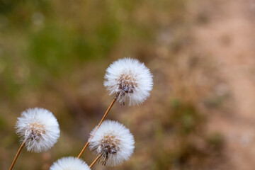 Dandelions, wild plant with selective focus.