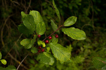 plant with red berries on a dark background