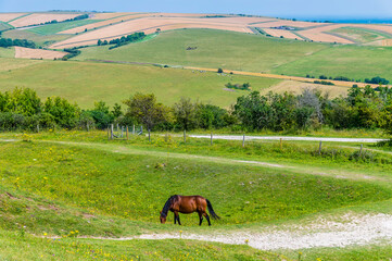 A view of a horse grazing on the South Downs above Worthing, Sussex in summertime
