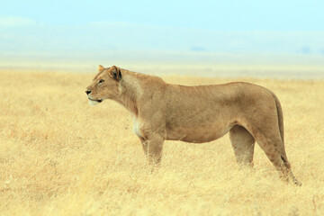 Fototapeta na wymiar Lioness (Panthera leo) Scouring the Plains of Ngorongoro Crater, Tanzania