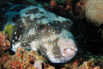 White-spotted Pufferfish (Arothron hispidus). Moalboal, Philippines