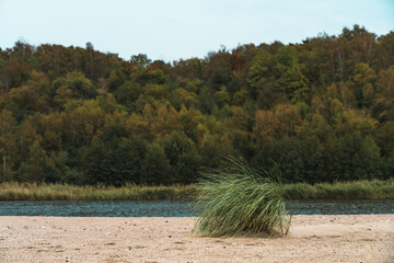 A bush of grass on the beach against the background of the estuary and forest