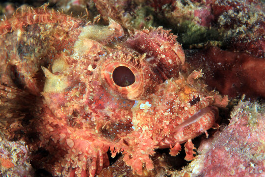 Close-up of a Bearded Scorpionfish (Scorpaenopsis barbata). Moalboal, Philippines