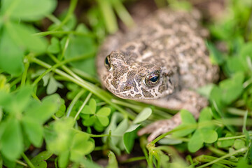 Common toad (Bufu bufo) in green blurred grass