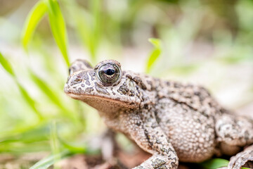 European toad sitting on grass