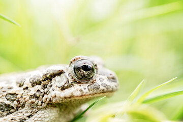 profile view of a toad among the green grass