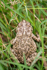 italian Common Toad In Nature