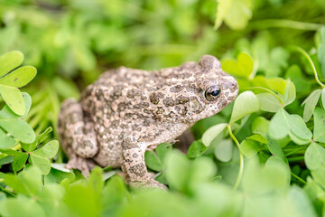 Selective focus shot of a common toad in grassland