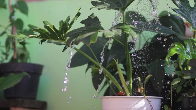 Close-up view of Philodendron selloum plant with water drops on a white pot is being watered in the backyard by using a green plastic watering can in the morning. Gardening and plant care concept.