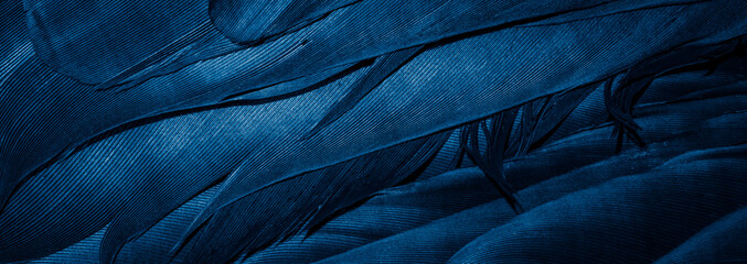 blue feathers with visible details, background or texture