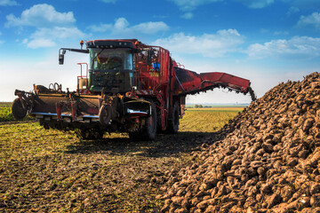 Sugar beet harvesting machine pours piles, cloudy blue sky on an autumn day