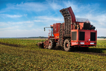 Beet harvester sugar beets in the field in late autumn season and beautiful sky.