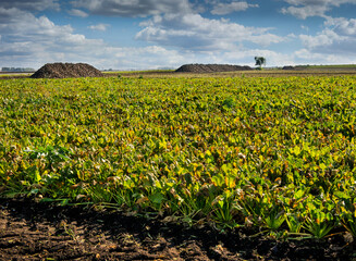 an agricultural field on which carry out cleaning sugar beetroots