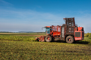 Beet harvester machine on sugar beets in a field in the end of the autumn season.