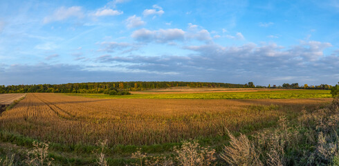 field of ripe soybeans, flowering rapeseed and autumn forest on the horizon