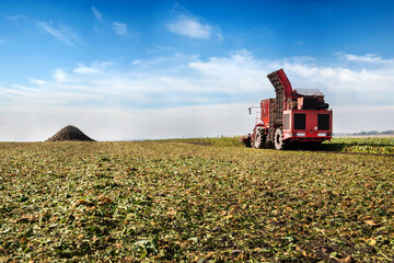 Beet harvester - collects sugar beets in the field at the end of the autumn season and the...