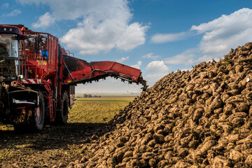 Sugar beet harvesting machine in the field pours piles, cloudy blue sky on an autumn day