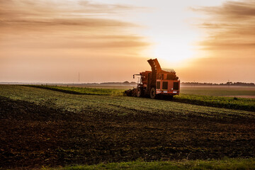 harvesting beets with a combine in the evening at autumn