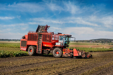 Beet harvester sugar beets in a field in the end of the autumn season. Mechanized harvesting, beautiful sky
