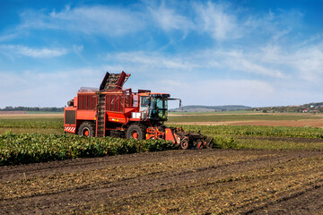 Obraz premium beet harvester, Mechanized harvesting of sugar beets in a field in the end of the autumn season.