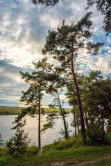 Fototapeta na wymiar Pine forest by the lake, evening light sun over the water through the clouds