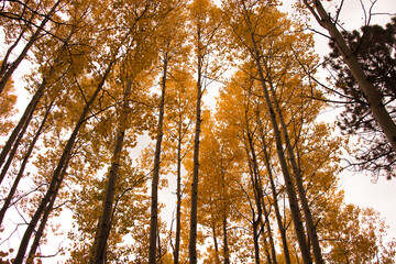 sun shining through trees