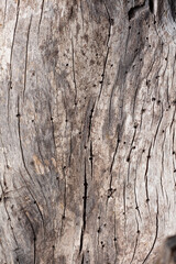 Close-up of brown wood texture background. The old wood texture with natural patterns for background, text, backdrop, copy space. Background pattern of the tree