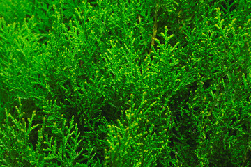 Beautiful green leaves background. Garden and green wall, texture of green plant, tropical leaves background. Great green bush of fern in the forest