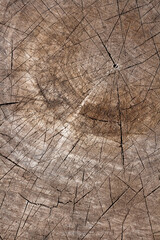 Close up wooden texture background. Cross section of a felled tree showing growth rings. Old natural wood texture of cut tree trunk for text and background. Design of nature