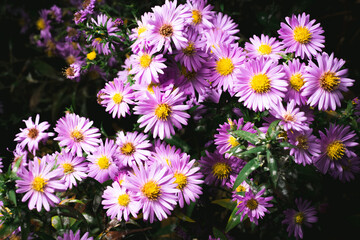 A close up photo of a bunch of pink chrysanthemum flowers with yellow centers. Chrysanthemum pattern in flowers park. Cluster of pink purple chrysanthemum flowers.