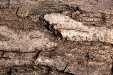 Bark of walnut tree, macro, background texture. The old wood texture with natural patterns for background, backdrop, copy space. Background pattern of the tree