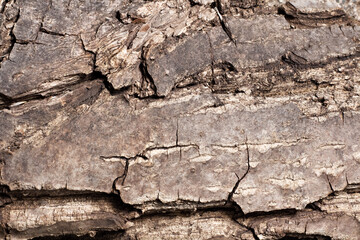 Bark of walnut tree, macro, background texture. The old wood texture with natural patterns for background, backdrop, copy space. Background pattern of the tree