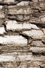 Bark of walnut tree, macro, background texture. The old wood texture with natural patterns for background, text, backdrop, copy space. Background pattern of the tree