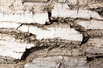 Bark of walnut tree, macro, background texture. The old wood texture with natural patterns for background, text, backdrop, copy space. Background pattern of the tree