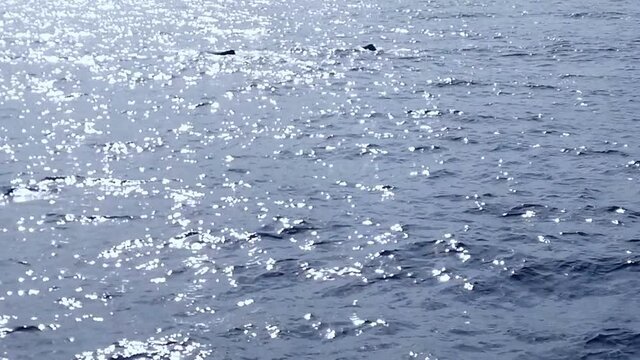 sperm whale in the atlantic ocean at the acores islands