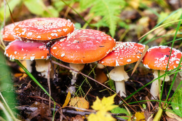 A family of red fly agarics in the forest, soft focus.
