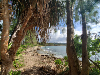 tree on the beach