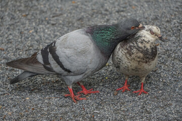 New York, New York: Two feral rock pigeons (Columba livia) in a courting ritual. Feral pigeons vary...