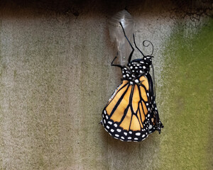 Monarch butterfly with black, orange, and white markings is newly emerged and straightening its...