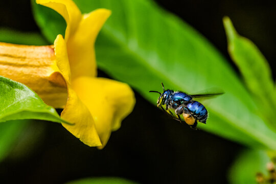 Blue Euglossini on air smeling flower