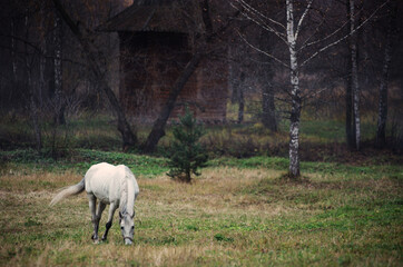 Travel by Russia. A white horse stands in the park.