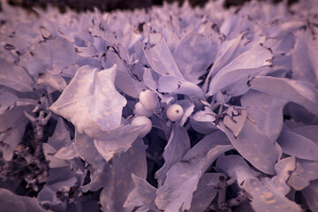 Infrared photography, invisible spectrum, infrared filter