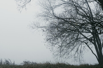 A heavy fog in the forest
