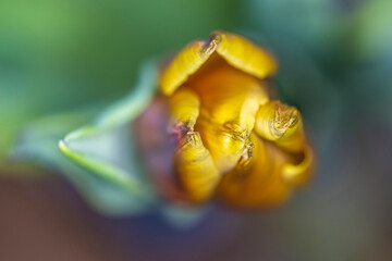 Tulip close up, macro photography, tulipa