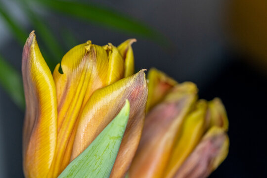 Tulip close up, macro photography, tulipa